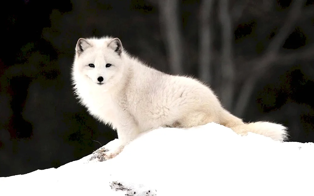 Albino fox