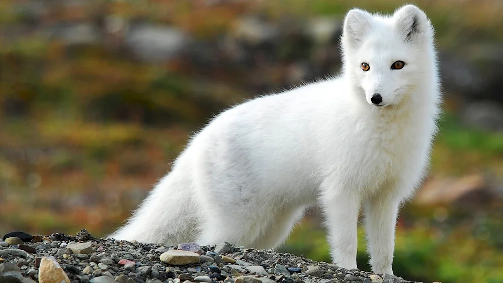 Tundra Arctic fox in the tundra