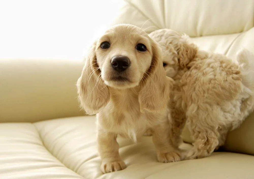 Dogs