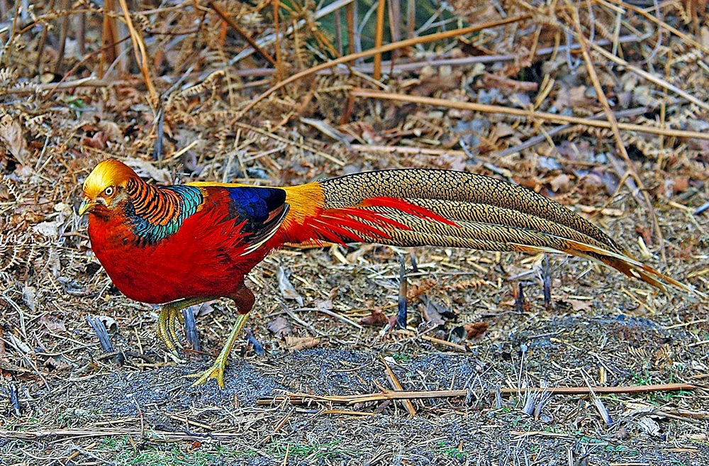 Mikado pheasant