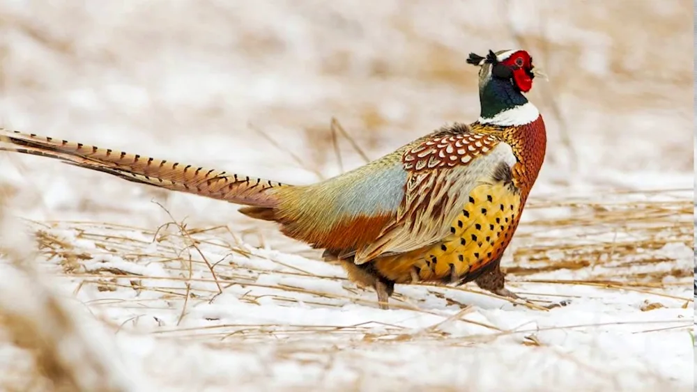 Mikado's Pheasant