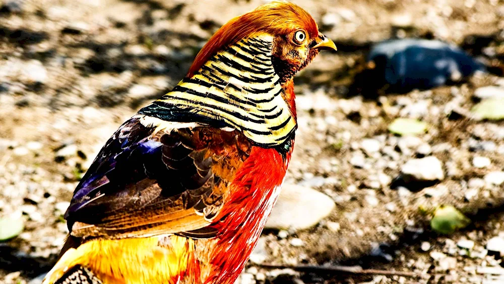 Angry Birds Mikado pheasant