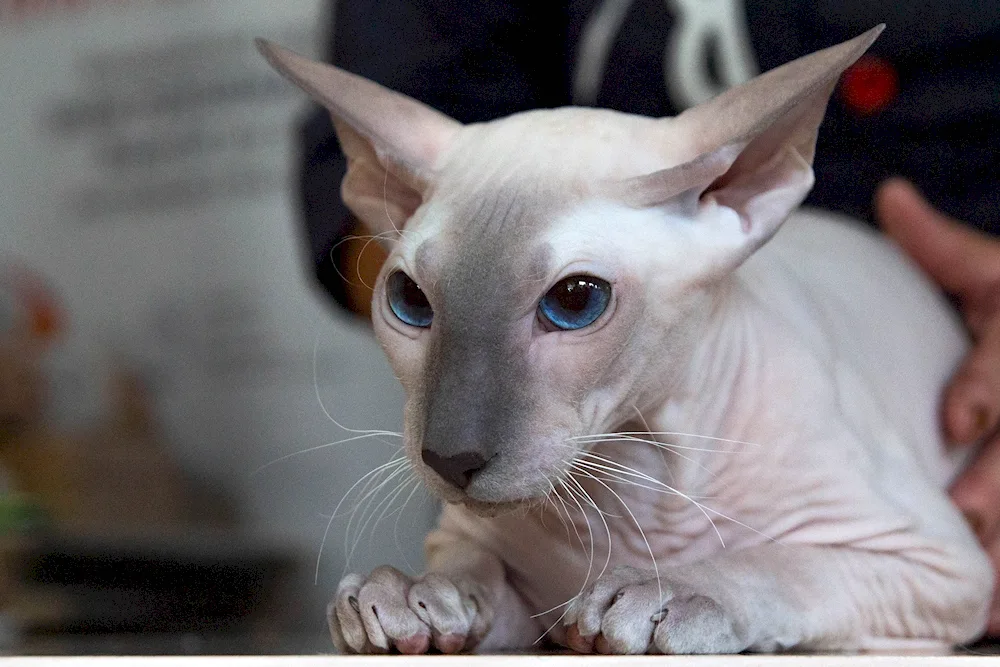 Don sphynx