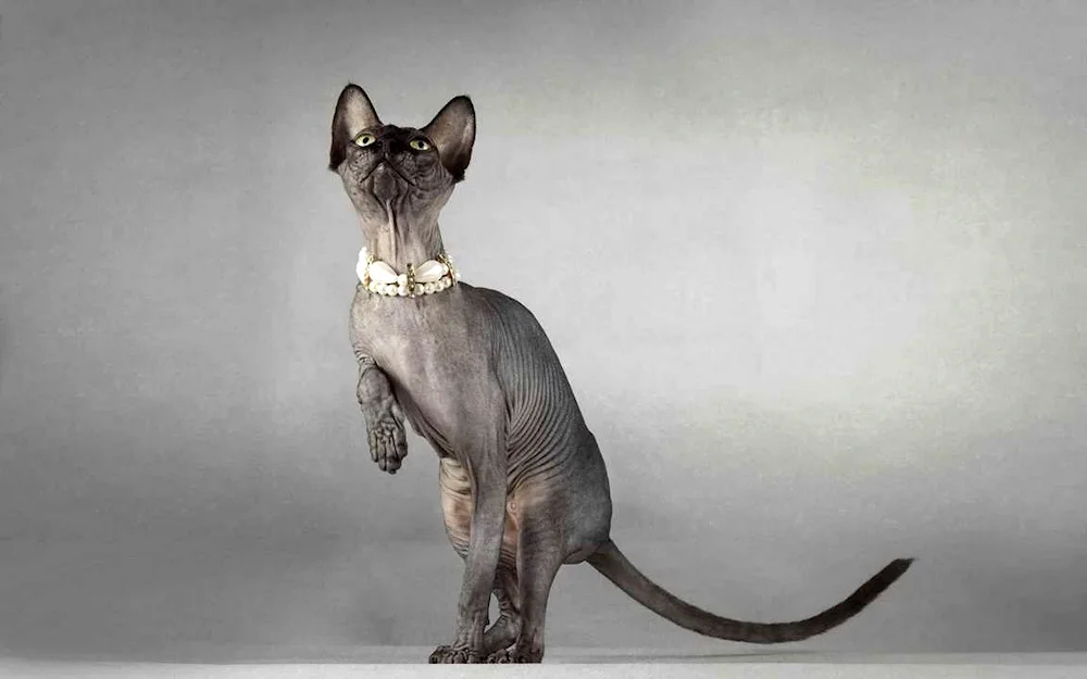 Donskoy sphynx cat. cat