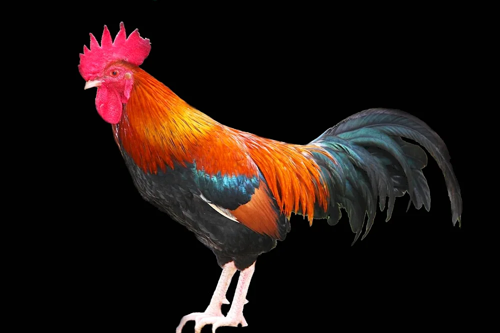 Cockerel