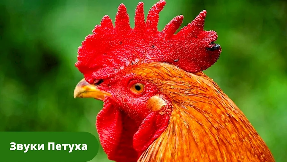 Cockerel