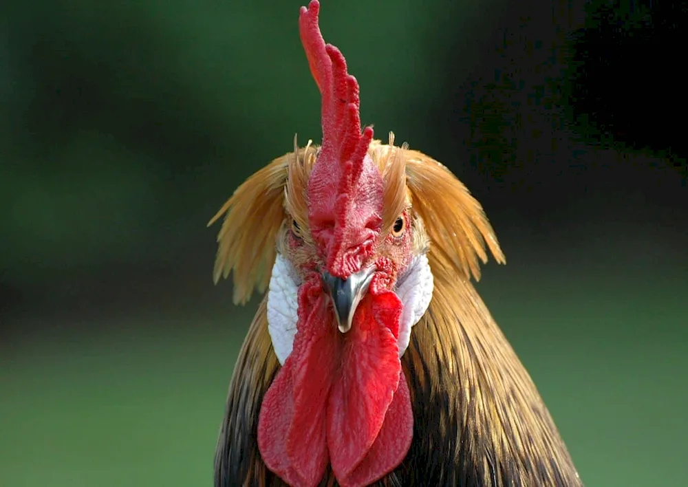 Cock
