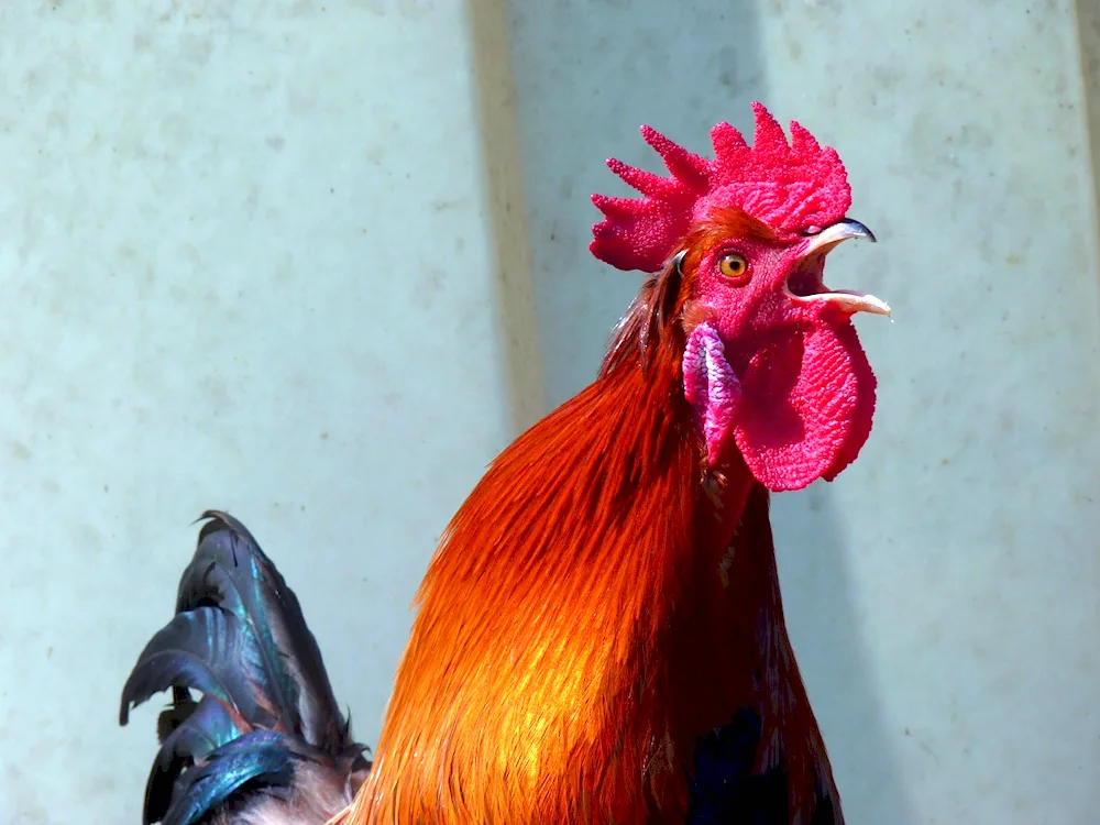 Black rooster with red comb