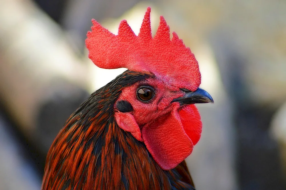 Cockhead