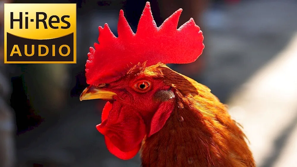 Chicken