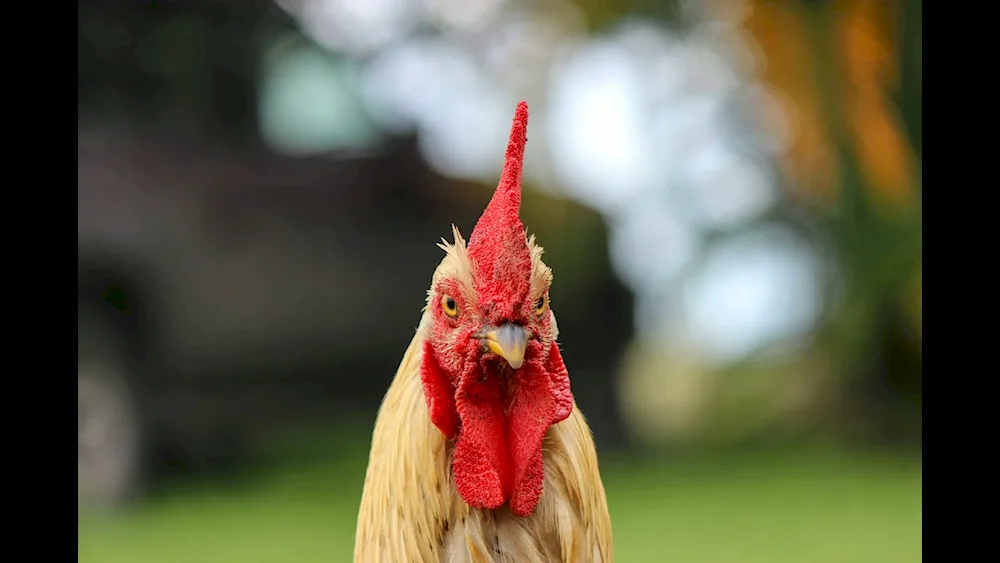 Cock head