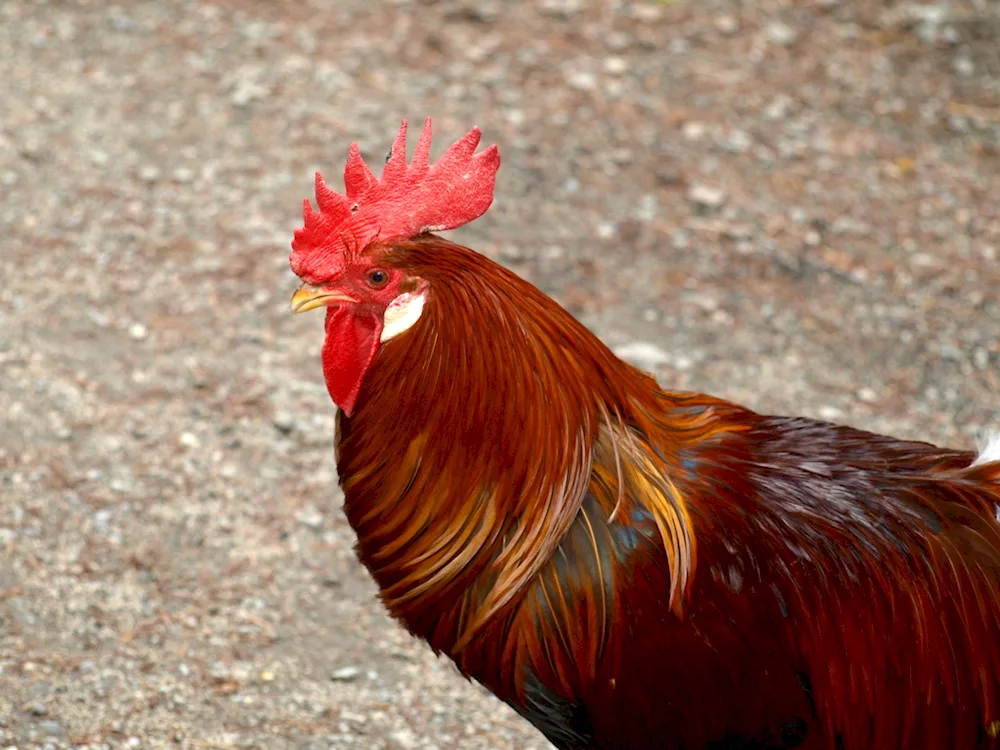 Black rooster with red crest