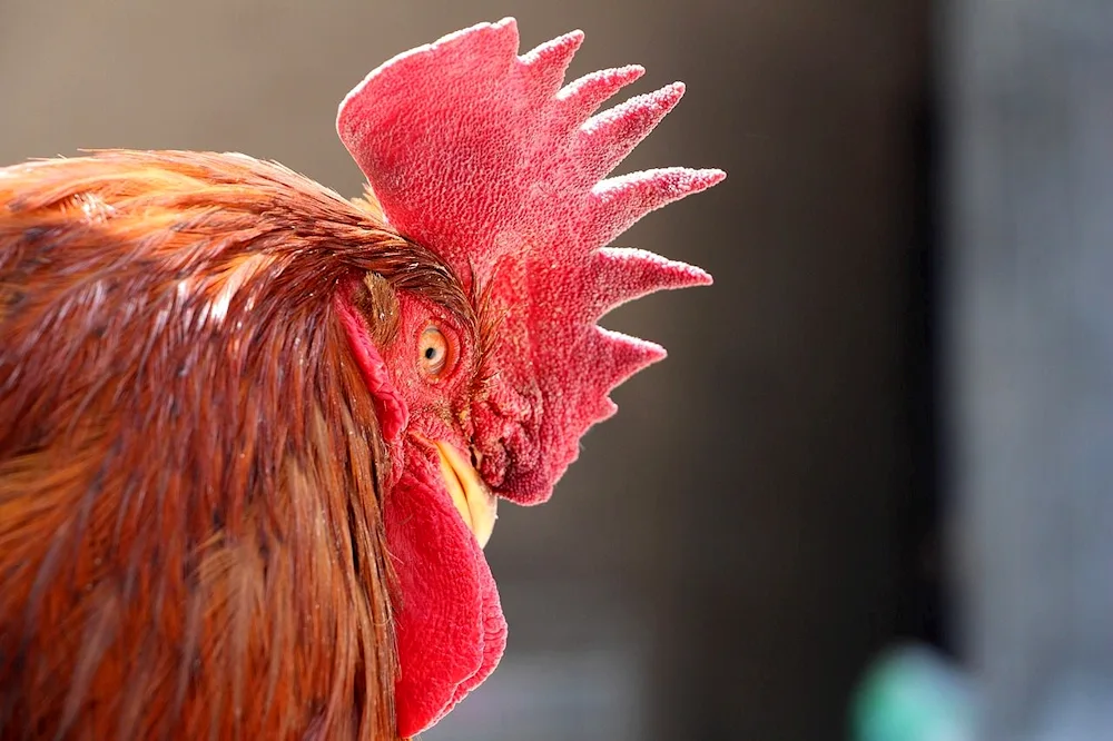 Red crested cockerel