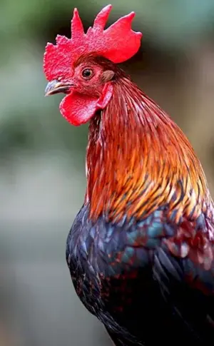 Rooster