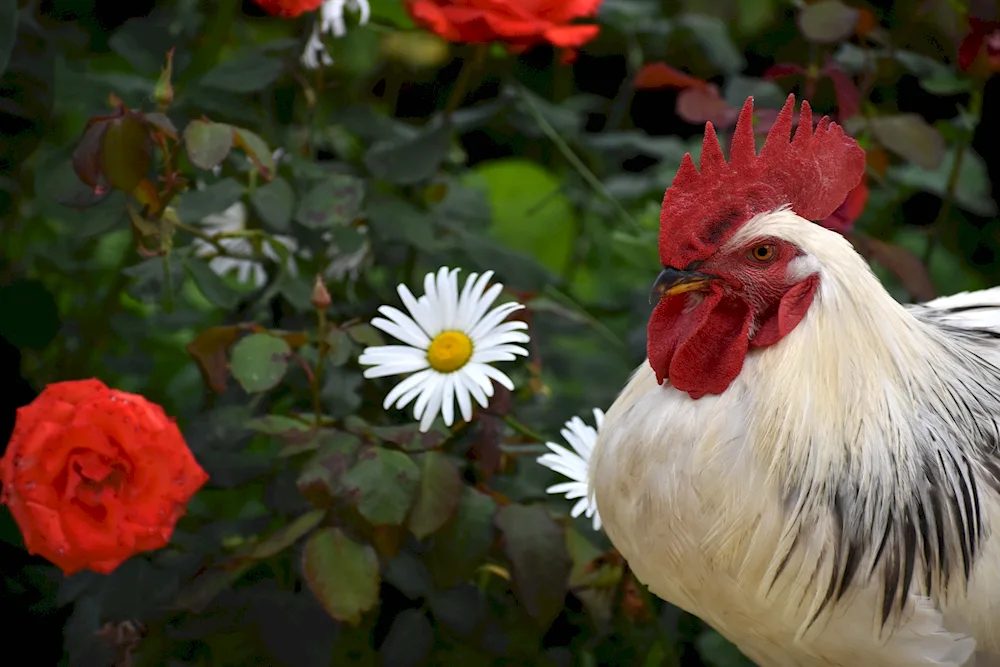 Chicken