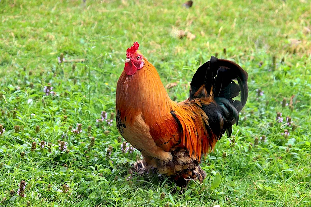 Legghorn Brown