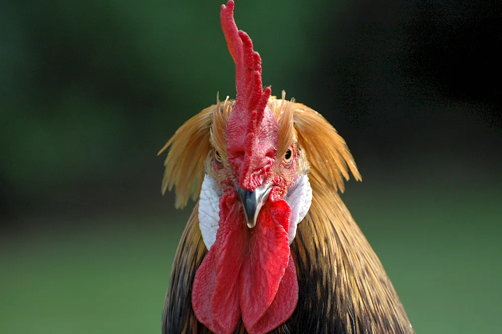 Cockerel