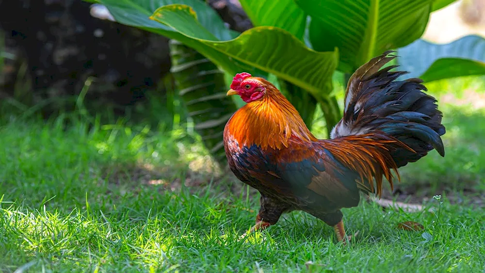 Chinese black hen Wuheyilui