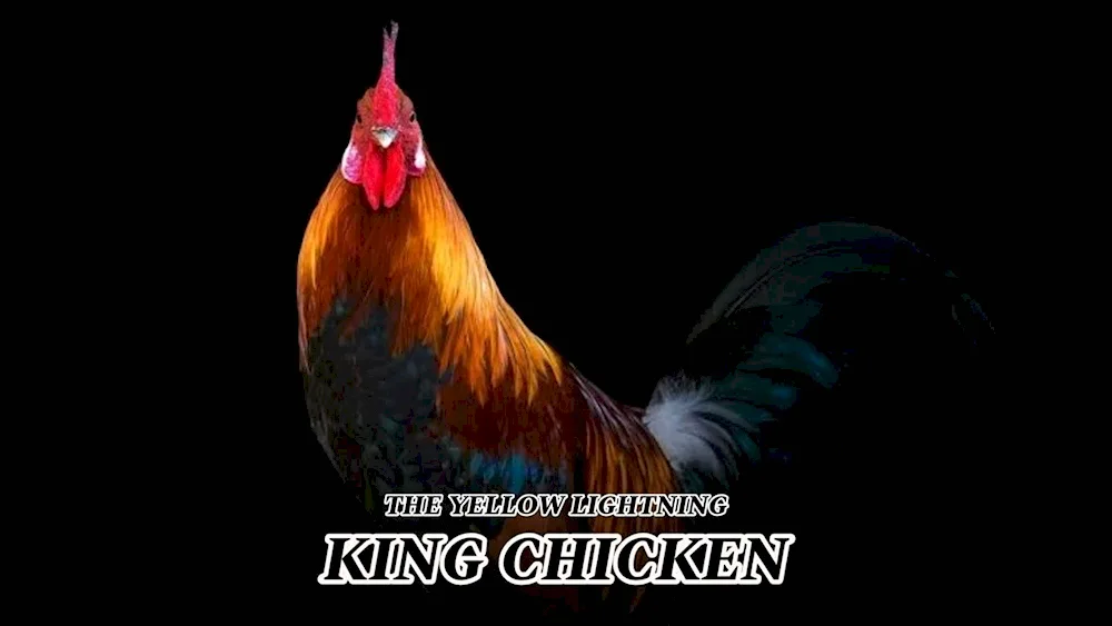 Cockerel