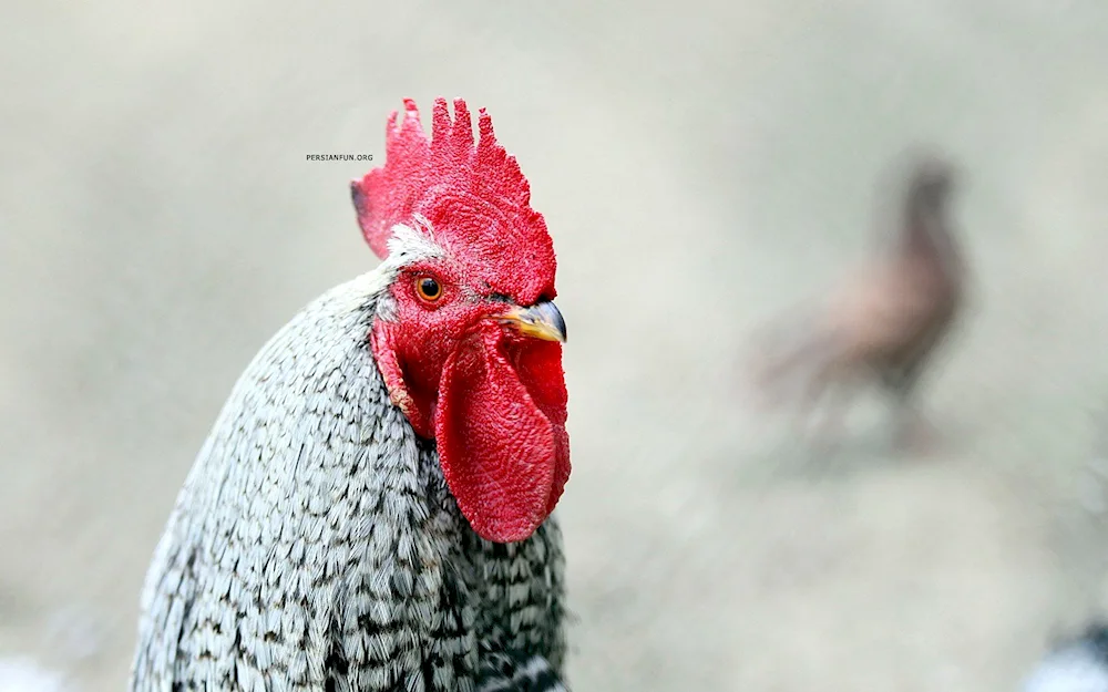 Cockerel comb