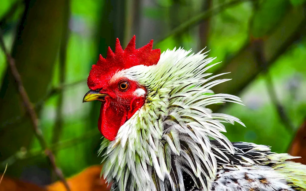 Cockerel with crest