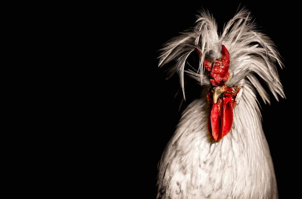 Cockerel