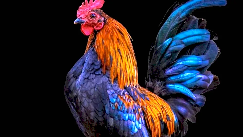 Cockerel