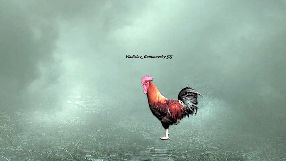 Cockerel on black background