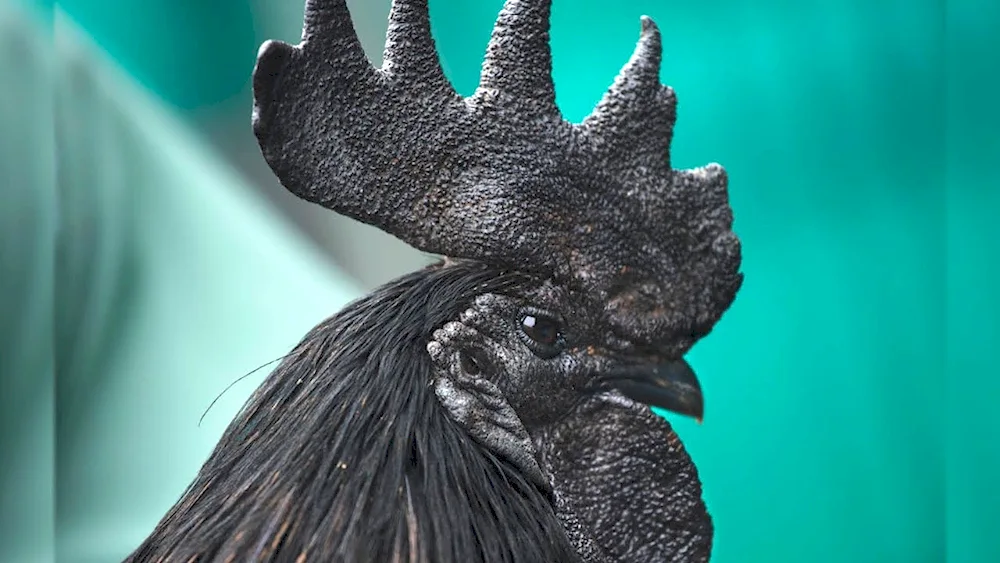 Ayam Cemani