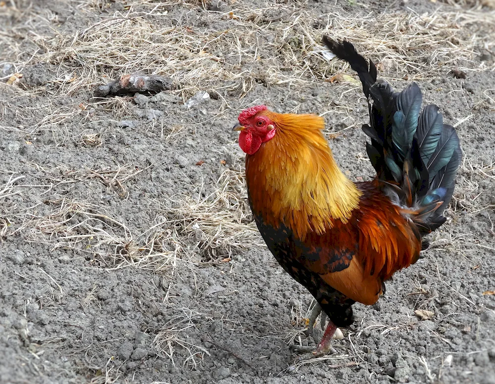 Pink Ameraucana chickens