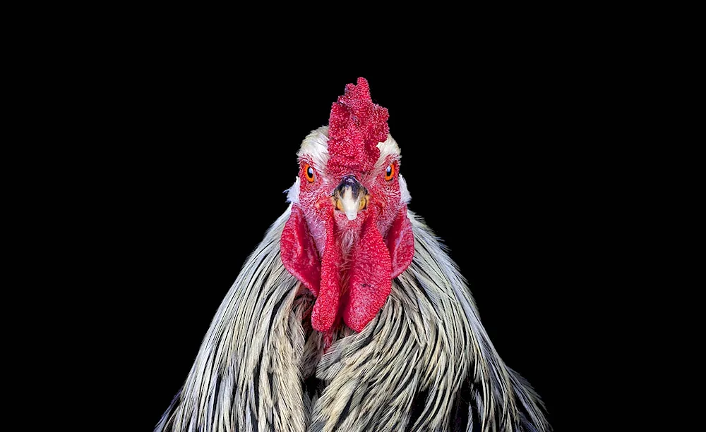 Cock in full-face