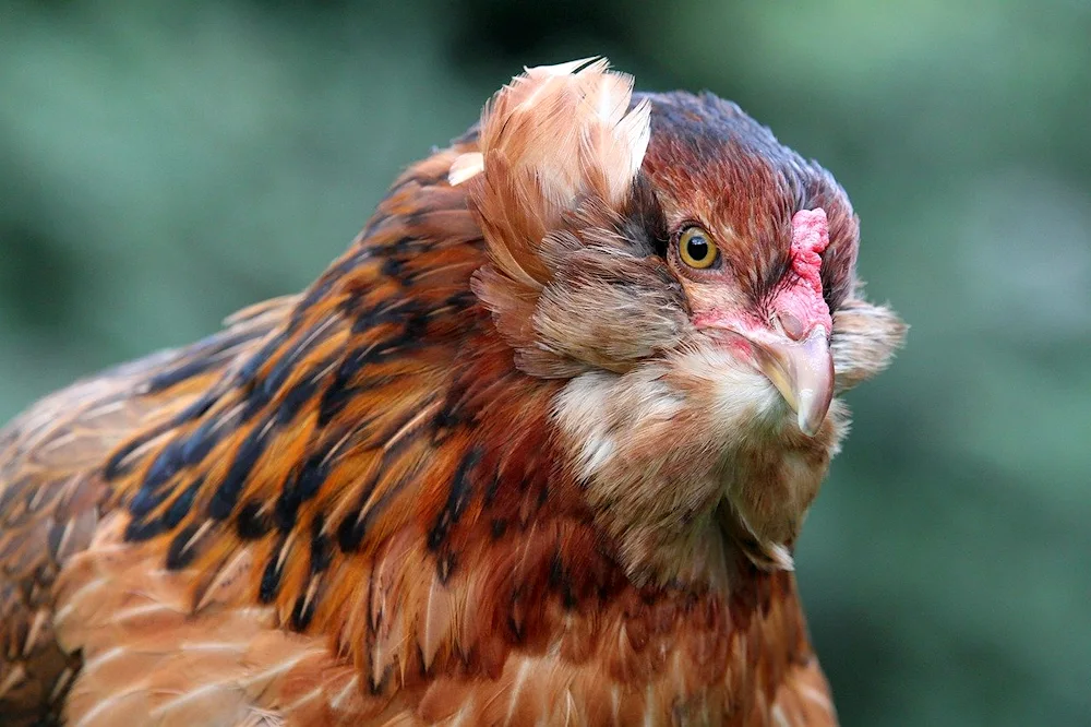 Ameraucana hens white