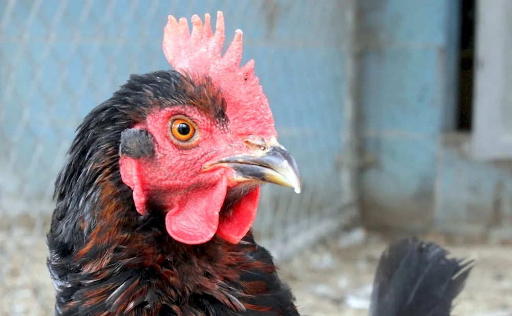 Australorp Brahma Cochinchin Maran