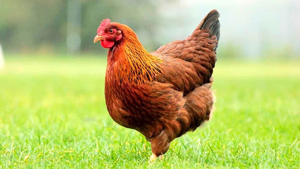 Hysex Brown cockerel