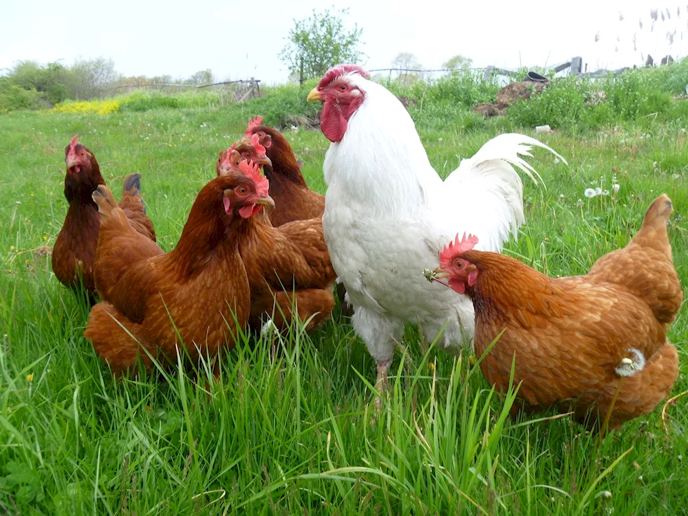 Pietux Brown hens