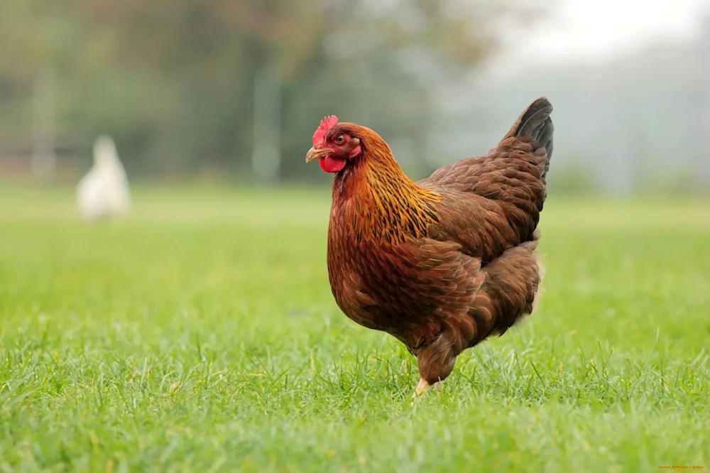 Brown hens