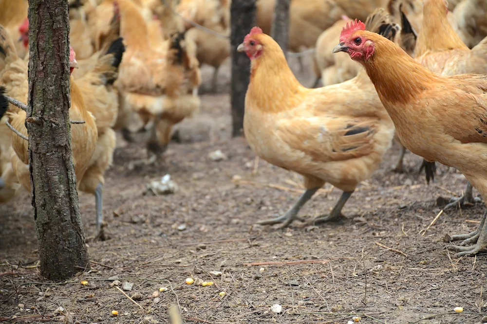 Field chicken hen