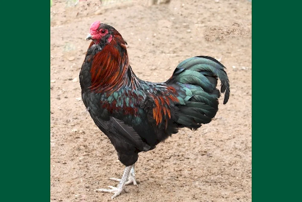 Ameraucana breed