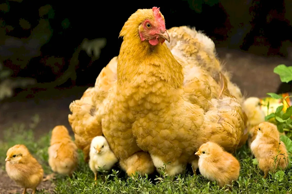 Ptarmigan chickens