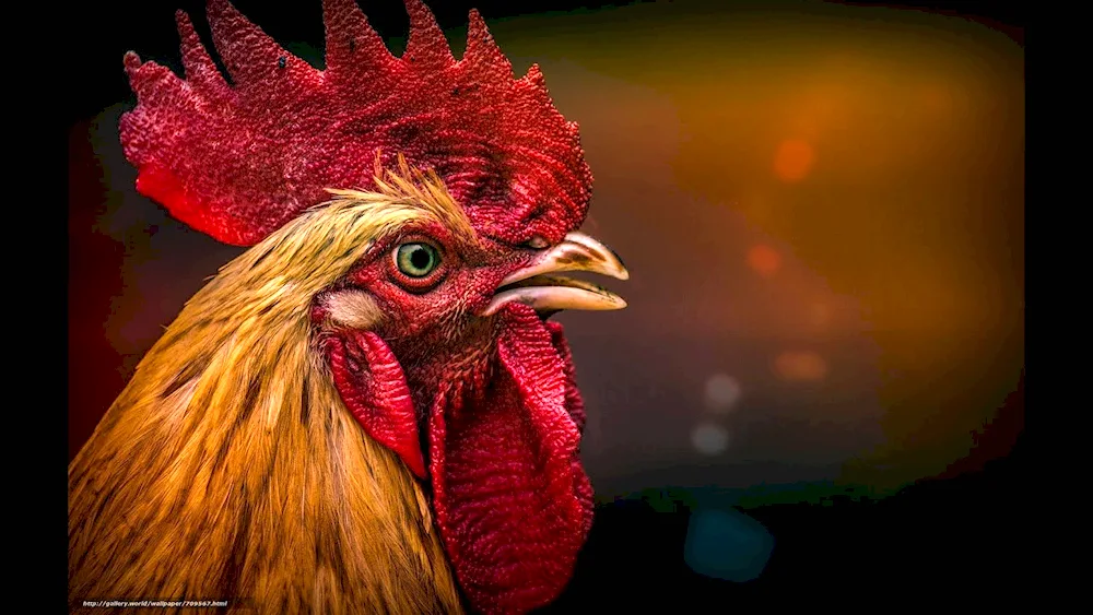 Cockerel. Cockerel