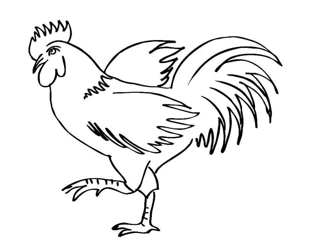 Cockerel drawing