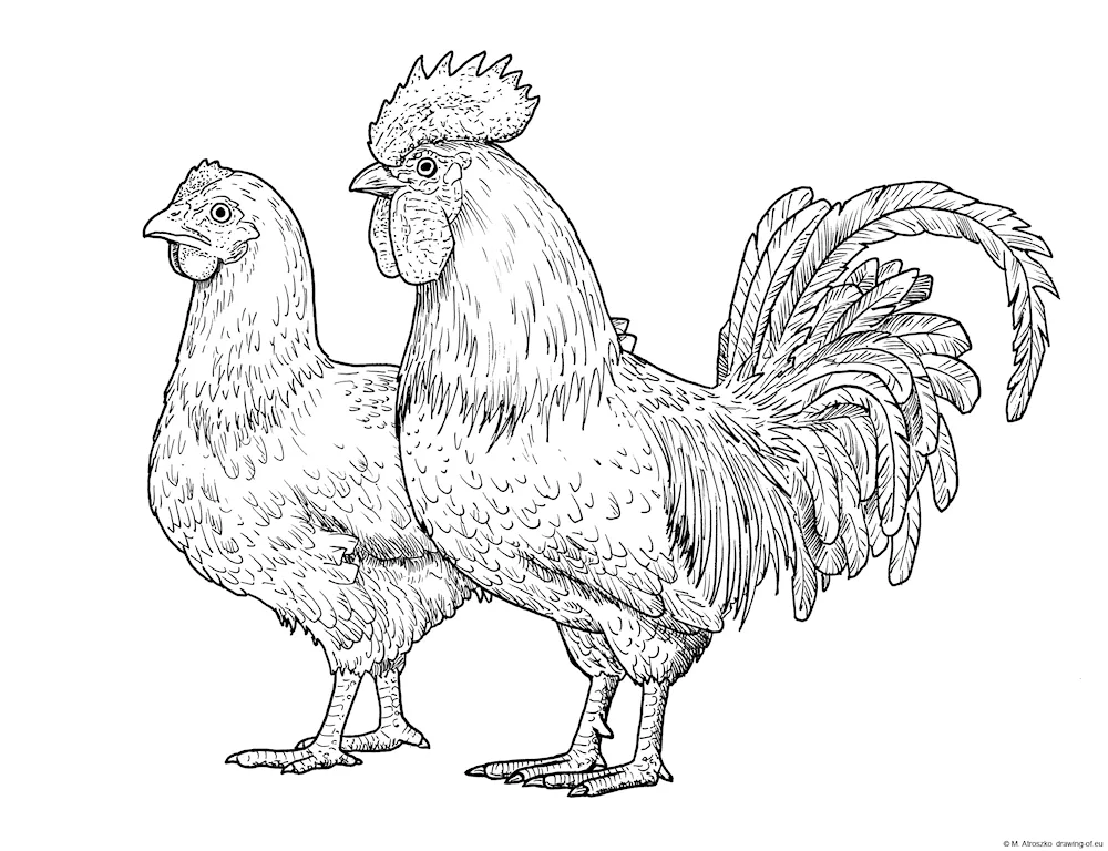 Cockerel coloring