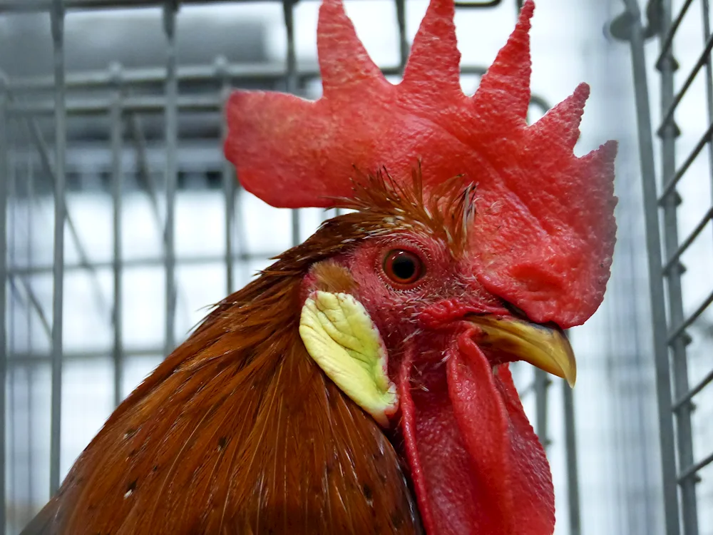 Red crested cockerel