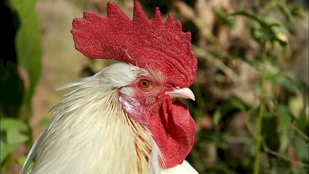 Cockerel red comb