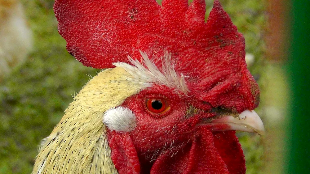 Cockerel with leaf-shaped comb