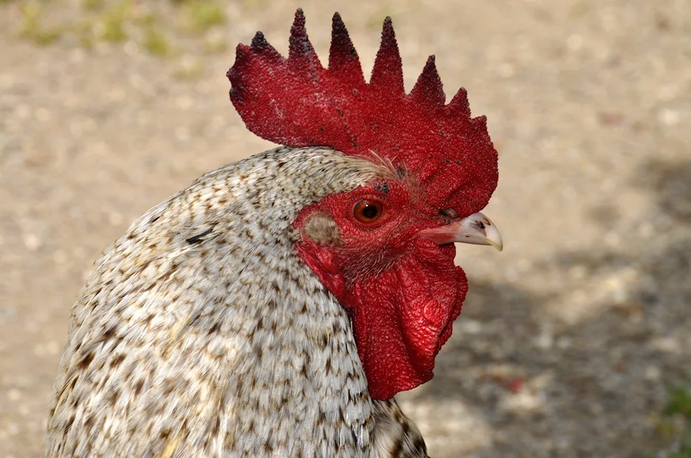 Grizzly cockerel