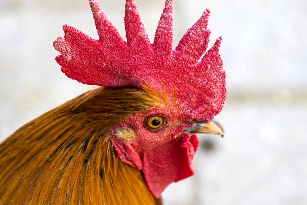 Cockerel comb customised