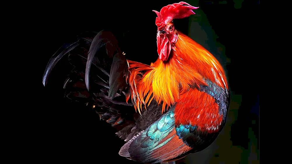 Cockerel
