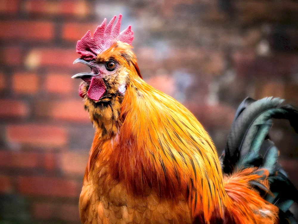 Japanese cockerel