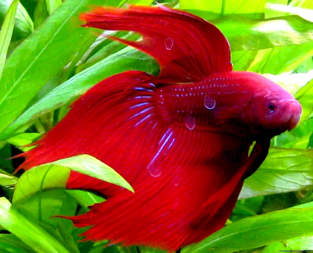 Red Parrot Cichlid